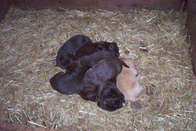 puppy02.jpg