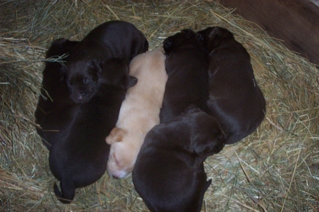puppy03.jpg
