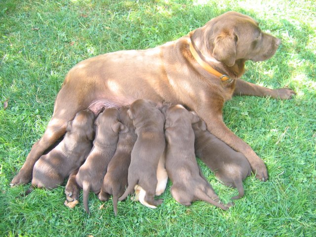 puppy04.jpg