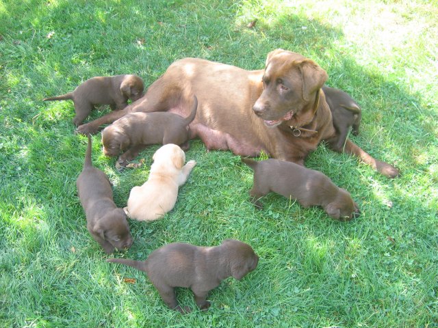 puppy05.jpg
