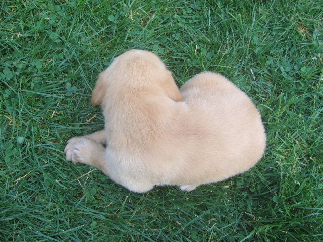 puppy06.jpg