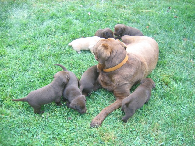 puppy07.jpg