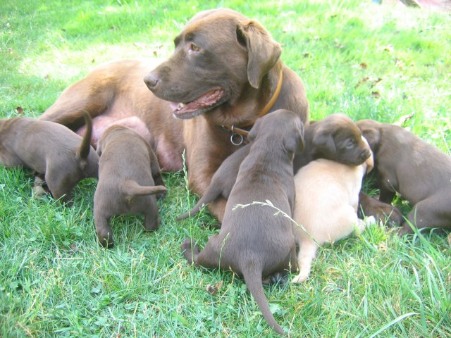 puppy08.jpg