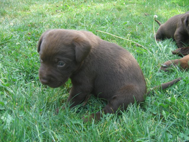 puppy09.jpg