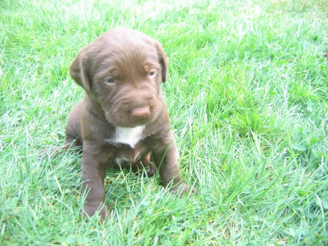 puppy10.jpg
