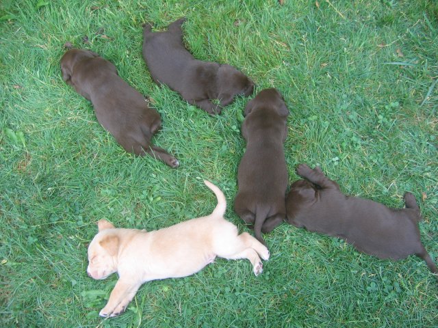 puppy18.jpg