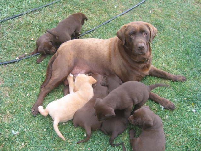 puppy30.jpg