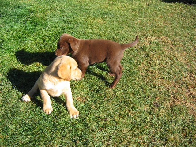 puppy37.jpg