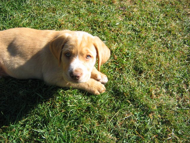 puppy39.jpg
