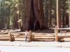Jeremiah Standing in Front of a Giant Sequoia - Photo by Matthew 
