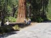 Giant Sequoia - Photo by Charlie 
