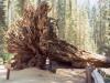 Jeremiah Standing By a Fallen Sequoia - Photo by Matthew. 