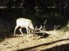 Deer Feeding in the Shadows - Photo by Charlie 