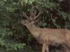 Deer With Antlers - Photo by Matthew 