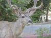Deer Close Up - Photo by Charlie 