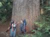 A BIG tree below the lake. 