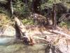Creek crossing - super easy crossing for this time of year. Last spring we turned around because the water was so high. 