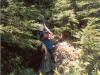 The first major root climb after leaving the real trail. 