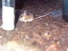 A mouse by the salt. 
