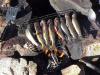Grilled trout again. 