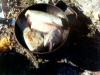 Wow! This fish had to be cut into three pieces to fit in the frying pan. 