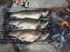 Nice sized brook trout. 